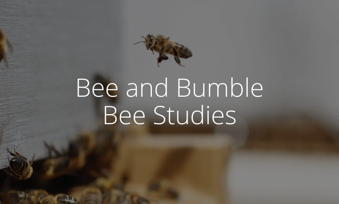bee-bumble-bee-studies